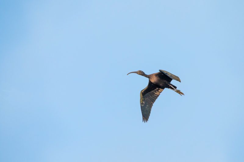 Ibis falcinelle en Loire-Atlantique